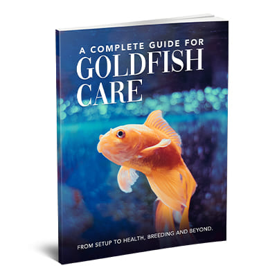 A Complete Guide For Goldfish Care - Instant Download